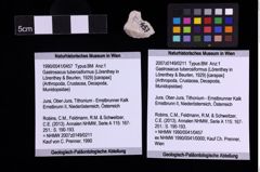 Foto (Objekt + Etiketten) von Gastrosacus tuberosiformus (Lörenthey in Lörenthey & Beurlen, 1929) (NHMW-GEO-1990-0041-0457)